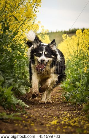 Border Collie Is Running In Yellow Colza. He Is Running For His Breader