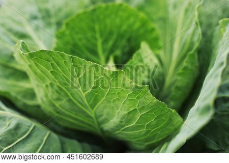 Cabbage Grow In The Garden. Agriculture. Healthy And Healthy Food For Humans. The Cultivation Of Cab