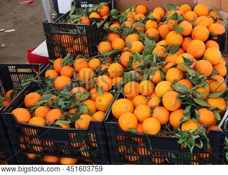 Organic Oranges Grown With Techniques That Do Not Involve The Use Of Toxic Chemicals And The Green L