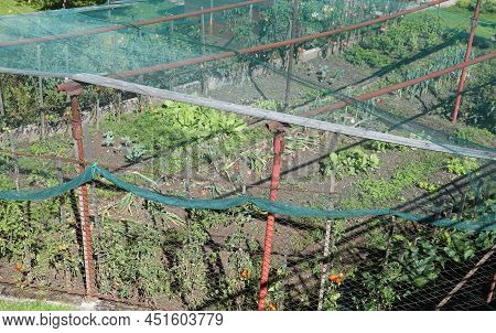 Vegetable Garden With Cultivation Of Vegetables And The Green Plastic Net For Protection Against Hai