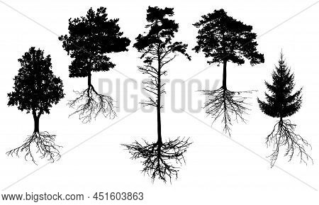 Set Of Silhouette Trees With Roots. Beautiful Fir, Pine, Deciduous Trees. Vector Illustration