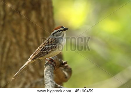 Schwirrammer, Spizella Passerina