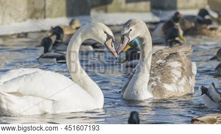 The Necks Of The Swans Form The Silhouettes Of The Heart. Swan And Ducks On Frozen River. Flock Of W