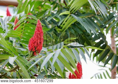 Red Beautiful Velvet Flower Cone Of Blooming Sumac Vinegar Tree Among Green Leaves. Close-up. Copy S