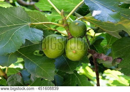 Figs In Farming And Harvesting. Growing Fruits At Garden In Spring. Sweets In Farmland.