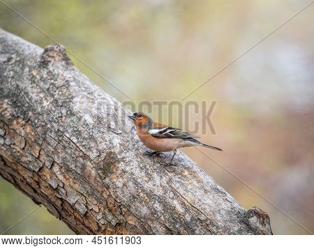Common Chaffinch, Fringilla Coelebs, Sits On A Branch In Spring On Green Background. Common Chaffinc