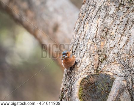 Common Chaffinch, Fringilla Coelebs, Sits On A Tree. Common Chaffinch In Wildlife.