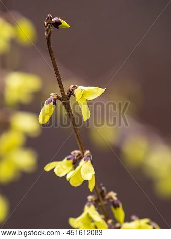 Forsythia. Blooming Forsythia Bush. Yellow Flower On A Branch Of Forsythia.