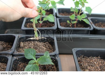 Propagation Of Plants By Cuttings. Balsam Walterra. Impatiens. Roots. Rooting.