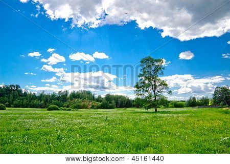 Hill And Meadow