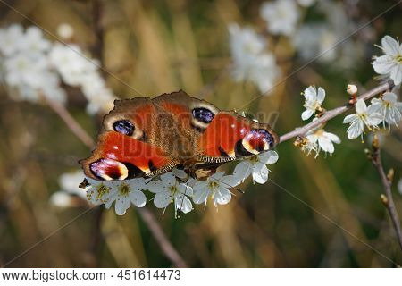 Closeup On A Colorful Peacock Butterfly, Inachis Io , Drinking Nectar From The White Flowers Of Blac