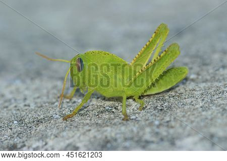Closeup On A Brilliant Green Nymph Of The Egyptian Grasshopper, Anacridium Aegyptium Sitting On A St