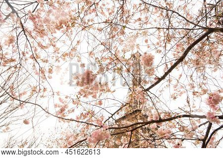 Eiffel Tower With Bloooming Sacura Spring Flowers, Paris, France