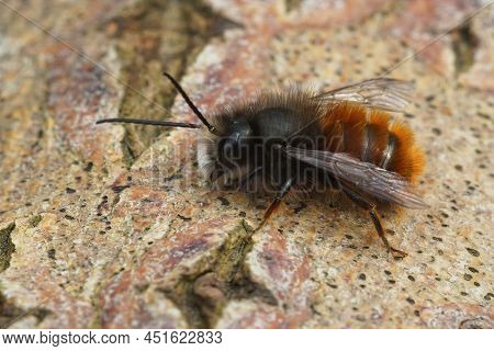 Closeup On A Colorful Hairy Horned Mason Bee, Osmia Cornuta, Sitting On Wood In The Garden