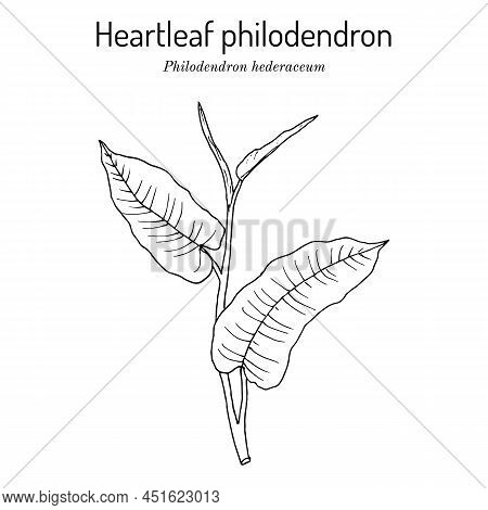 Heartleaf Philodendron Philodendron Hederaceum, Or Scandens , Ornamental House Plant. Hand Drawn Bot