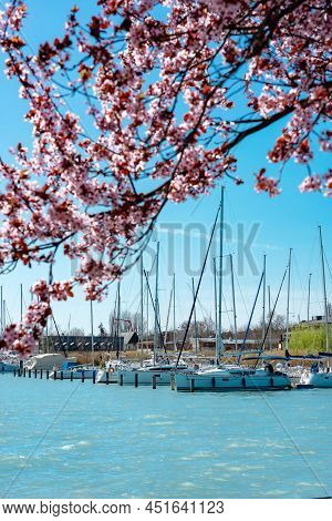 Sailing Boats With Beautiful Blooming Pink Trees Next To Lake Balaton In Balatonfured