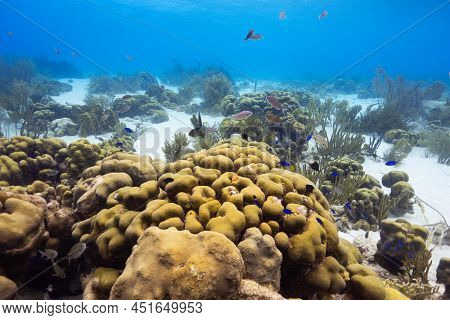 A Yellow Coral Head Surrounded By Fish And A Mooring Buoy In The Background- Scuba Diving In Bonaire