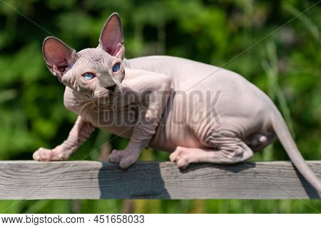 Luxury Bicolor Sphynx Cat Of 4 Months Old Sits On Wooden Board High Above Ground In Cattery Enclosur