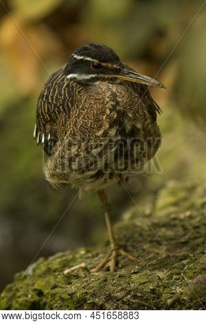 The  Sunbittern (eurypyga Helias) In The Zoological Park.