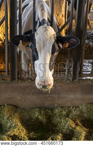 Sunny Morning On Parmesan Parmiggiano-reggiano Cheese Production Farm In Parma, Cows Is Eating And W