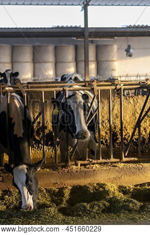 Sunny Morning On Parmesan Parmiggiano-reggiano Cheese Production Farm In Parma, Cows Is Eating And W