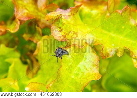 Black And Scary Dead Beetle Larva Or Aclypea Opaca Feeding On Lettuce Leaves, Selective Focus