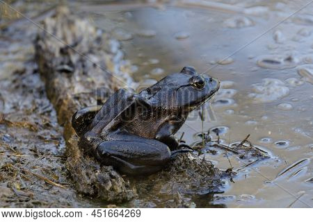 American Bullfrog Resting On Edge Of Pond. Santa Clara County, California, Usa.