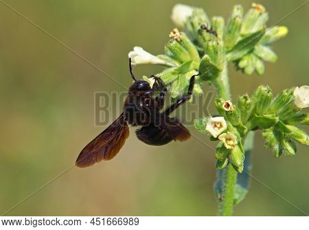 The Violet Carpenter Bee, Xylocopa Violacea On A Common Gromwell Flower
