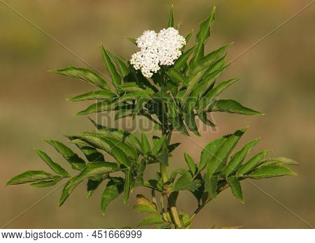 Dwarf Elderberry Blooming Plant In Summer, Sambucus Ebulus