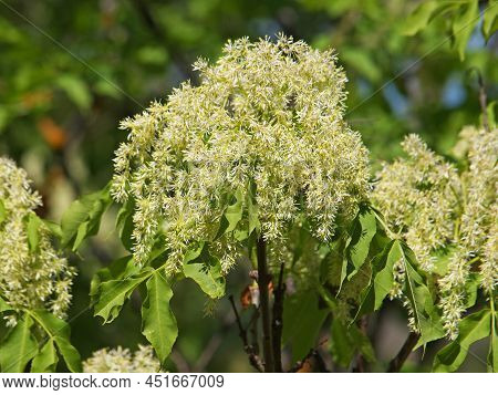 Manna Ash Or Flowering Ash Tree Blossom, Fraxinus Ornus