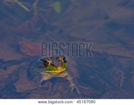 Grüne Frosch