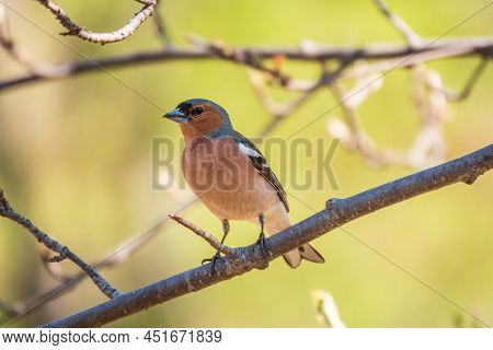 Common Chaffinch, Fringilla Coelebs, Sits On A Branch In Spring On Green Background. Common Chaffinc