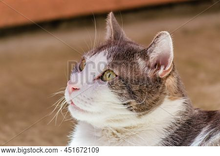 Portrait Of A Pet, Gray And White Cats Lit By The Morning Sun On The Terrace.