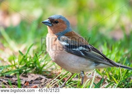 Common Chaffinch, Fringilla Coelebs, Sits On The Ground In Spring. Common Chaffinch In Wildlife.
