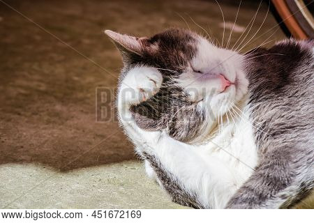 Portrait Of A Gray And White Cat Illuminated By The Sun.