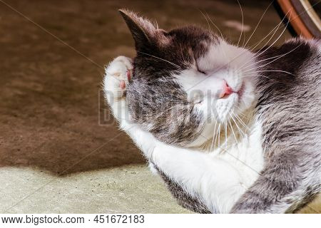 Portrait Of A Pet, Gray And White Cats Lit By The Morning Sun On The Terrace.