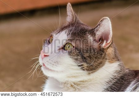 Portrait Of A Pet, Gray And White Cats Lit By The Morning Sun On The Terrace.