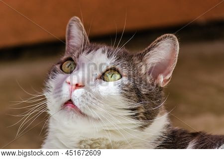 Portrait Of A Pet, Gray And White Cats Lit By The Morning Sun On The Terrace.