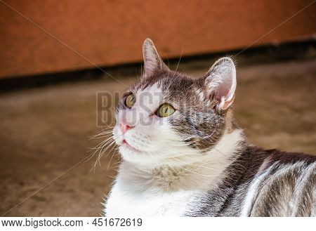 Portrait Of A Pet, Gray And White Cats Lit By The Morning Sun On The Terrace.