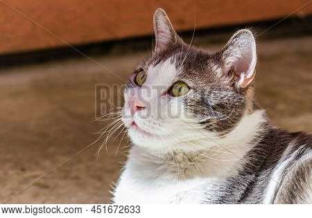 Portrait Of A Pet, Gray And White Cats Lit By The Morning Sun On The Terrace.