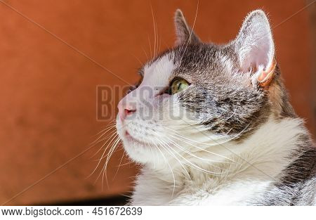 Portrait Of A Gray And White Cat Illuminated By The Sun.