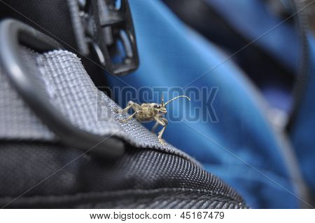 Scarabeo