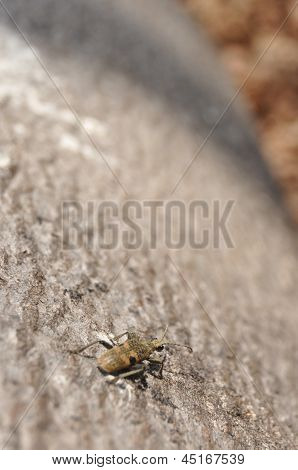 Scarabeo