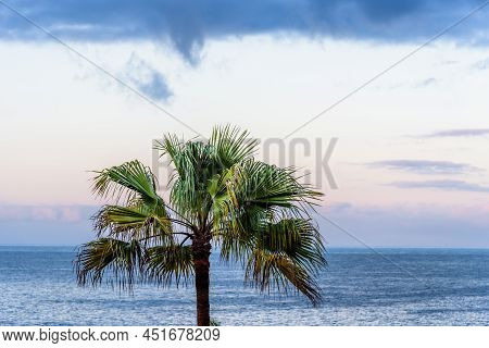 Summer Beach Background With Palm Tree Against Blue Sky And Ocean
