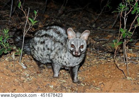 Nocturnal large-spotted genet (Genetta tigrina) in natural habitat, South Africa