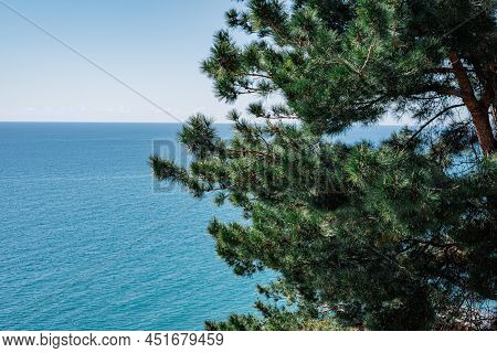 Beautiful Nature Background With Branch Of Pinus Pinaster Above The Blue Sea Surface Closeup