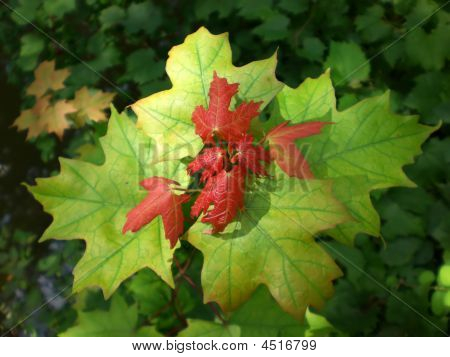 Maple Leaf strati
