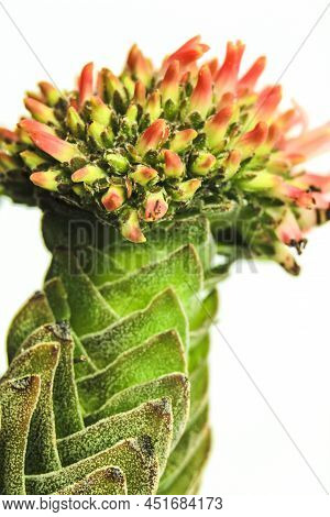 Colorful Macro Photography Of Crassula Pyramidalis Buddha Temple Plant In Bloom
