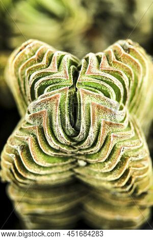 Colorful Macro Photography Of Crassula Pyramidalis Buddha Temple Plant