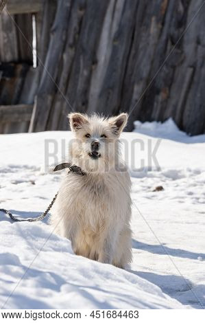 A Cute Dog Is Sitting In The Cold Snow And Looking At The Camera With Clever Loki. Homeless Hungry D